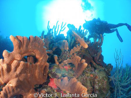 parguera beatiful dive site!!!!!!!! come and dive!!! by Victor J. Lasanta Garcia 