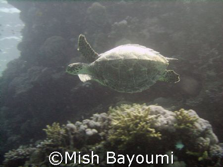 Hawksbill turtle, Rabiqh. DC500 by Mish Bayoumi 