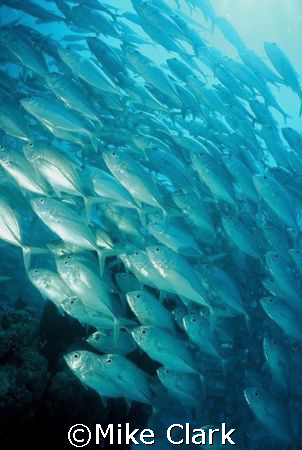 School of Big Eye Jack, Luguna Lagoon, Maldives by Mike Clark 