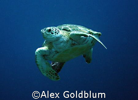 Turtle, Bonaire by Alex Goldblum 