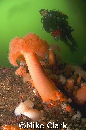 Image of Plumose anemone with diver in background. D70 wi... by Mike Clark 