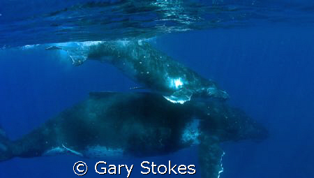 The ones the whalers won't be slaughtering this year!! by Gary Stokes 