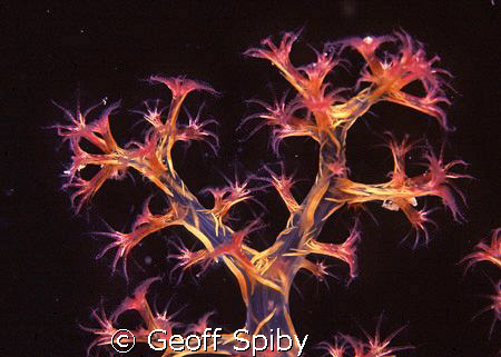 soft coral by Geoff Spiby 