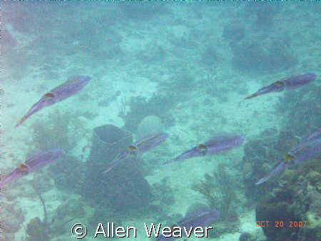 Shallow cloudy waters of Negril Jamaica. by Allen Weaver 