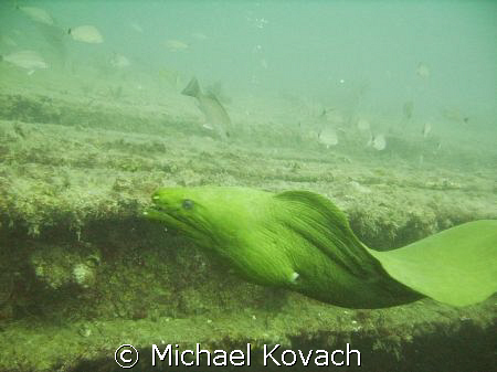 Green Moray Eel named "Baby" on the wreck of the Sea Empe... by Michael Kovach 
