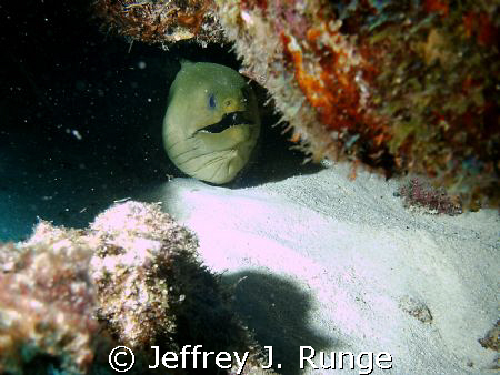 Large green moray eel hidden behind rock formation by Jeffrey J. Runge 