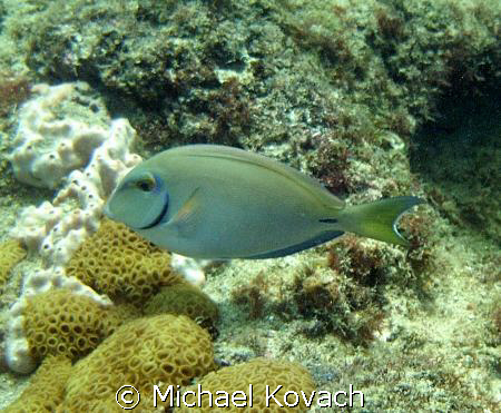 Ocean Surgeonfish on the inside reef at Lauderdale by the... by Michael Kovach 