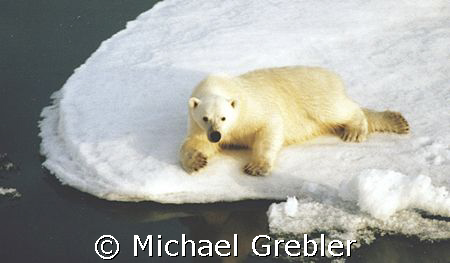I don't know if this Polar Bear was hunting or relaxing, ... by Michael Grebler 