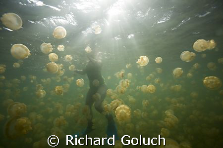 Jellyfish Lake-Snorkelimg with jellyfish by Richard Goluch 
