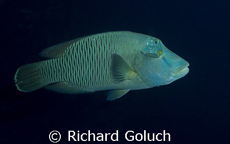 "Abbah" Napoleon Wrasse in Palau by Richard Goluch 