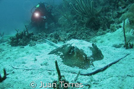 Abimael behind a Souther Stingray at "El Tubo"dive site i... by Juan Torres 