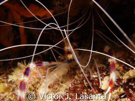 red banded shrimp at v.j.levels dive site in parguera are... by Victor J. Lasanta 
