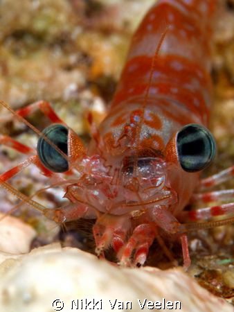 Up close and personal Green-eye dancing shrimp taken on a... by Nikki Van Veelen 