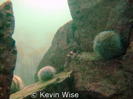 the farne islands, blue caps dive by Kevin Wise 
