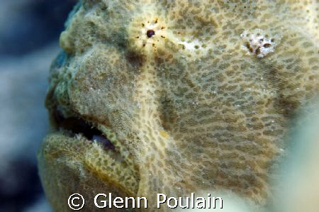 Commersons' Frogfish - This is a big fellow indeed. by Glenn Poulain 