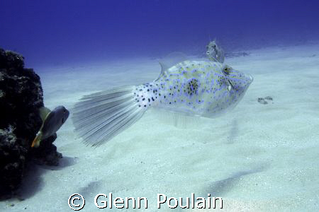 Scrawled Filefish - ~35' depth by Glenn Poulain 