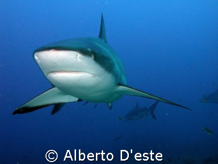 Shark feeding in Honduras (Fantasy Island) by Alberto D'este 