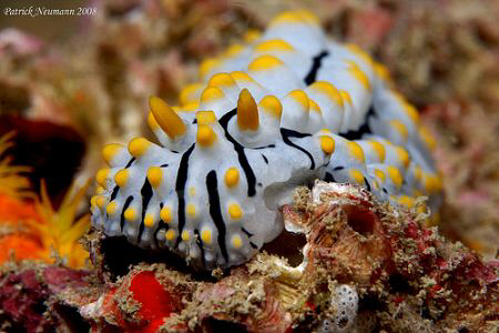 FULL FRAME Shot of a common Nudi here in the Andaman Sea.... by Patrick Neumann 