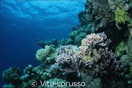 Corals - Acropora sp. by Vito Lorusso 