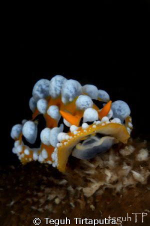 Phyllidia ocellata nudibranch, captured at Manado, Indone... by Teguh Tirtaputra 