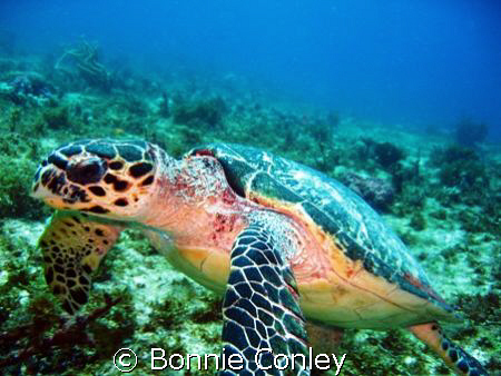 Turtle seen at Cancun May 2008.  He was very photogenic. ... by Bonnie Conley 