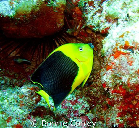 Rock Beauty seen this May in Cancun.  Photo taken with a ... by Bonnie Conley 