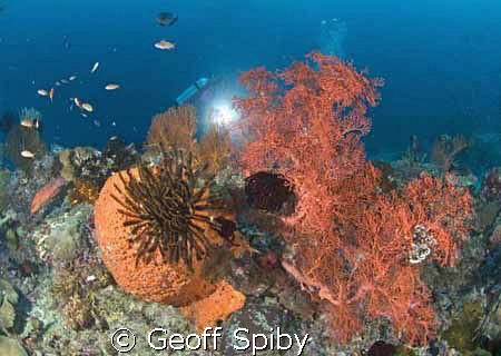 reeflife of Raja Ampat by Geoff Spiby 