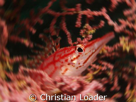 Long-nose Hawkfish at Mabul, Borneo. Olympus SP-350, sing... by Christian Loader 