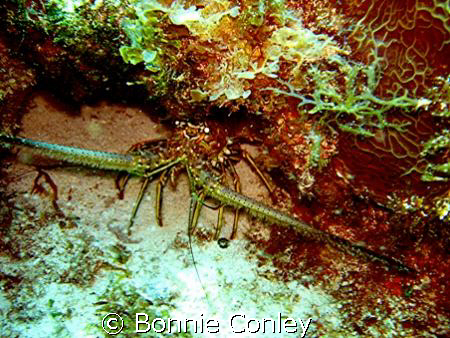 Lobster seen at Isla Mujeres May 2008.  Photo taken with ... by Bonnie Conley 