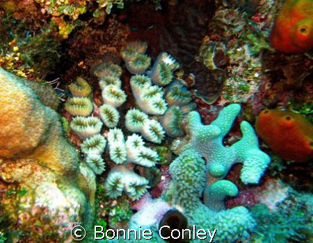 Flower corals seen at Grand Cayman August 2006.  Photo ta... by Bonnie Conley 