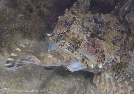 Long spined scorpion fish. It just won't go down..
D200,... by Derek Haslam 