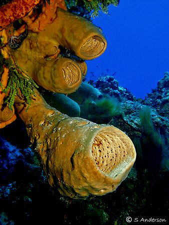 This photo was taken in Cozumel and I used my DC500 w/dua... by Steven Anderson 