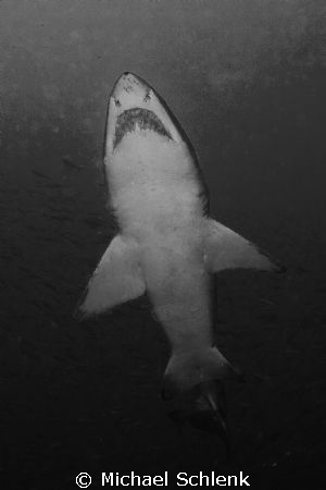 Sand Tiger Shark sited off North Carolina coast. by Michael Schlenk 
