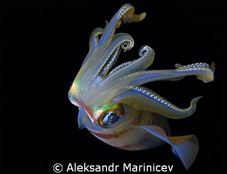 Squid attacted, night shot, Maldives by Aleksandr Marinicev 