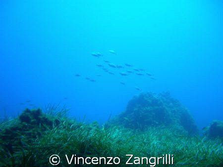 bank of dorades swimming free in Ustica Island by Vincenzo Zangrilli 