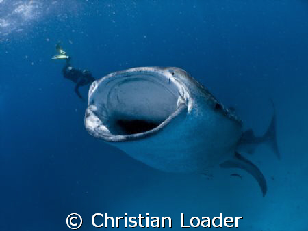 Whale Shark feeding at Hanifaru - Baa Atoll, Maldives.
O... by Christian Loader 