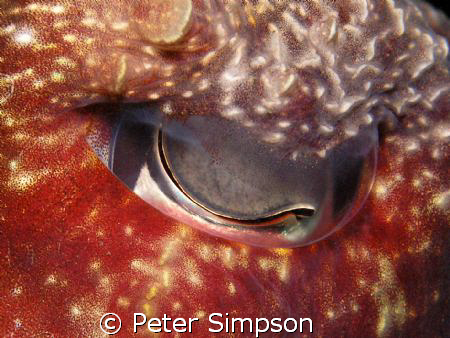 A little abstract, The eye of a cuttlefish, taken at Indi... by Peter Simpson 