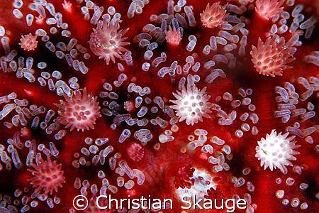 Close-up of a sun starfish. Nikon D200 in Nexus housing, ... by Christian Skauge 
