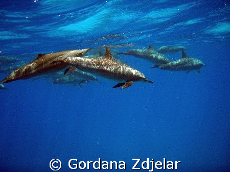 Delphinus delphis, Egypt, Deep South by Gordana Zdjelar 