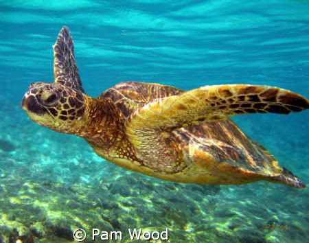 This beautiful Green Sea Turtle was shot off the coast of... by Pam Wood 