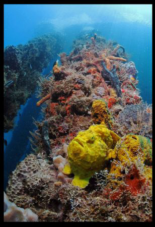 Yellow Frog Fish in Crash Boat Piers.  First time I post ... by Juan Torres 