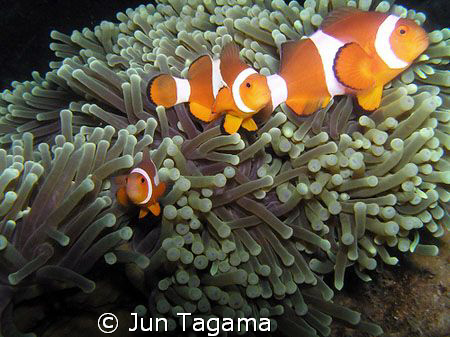 Father, Mother and Me, happy family of clowns by Jun Tagama 