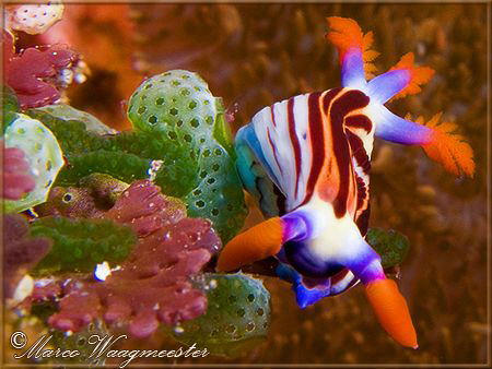 "Nudibranch and Tunicates" (Canon G9, D2000w, UCL165) by Marco Waagmeester 
