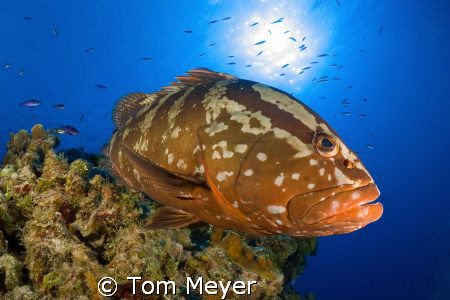 Grouper at Little Cayman.  Nikon D200, 10.5 lens by Tom Meyer 