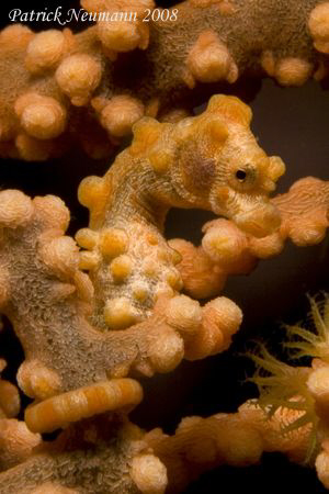 yellow pygmy-seahorse. They are a lot smaller than the re... by Patrick Neumann 