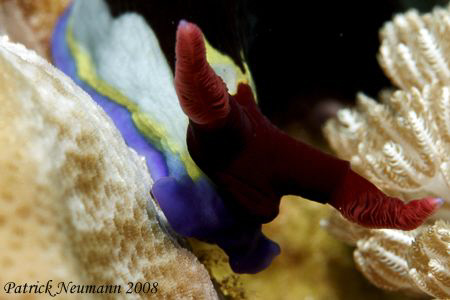 this nudi ´coming close :-)) .. Canon 400D/Hugyfot by Patrick Neumann 