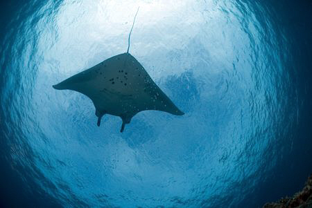 Manta Ray disappearing in the distance above. by Erika Antoniazzo 