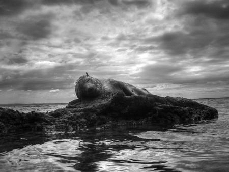 A baby seal asleep on on a rocky shoreline. From the temp... by Cal Mero 