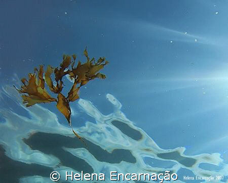 Drifting algae, shot done with compact camera Canon Power... by Helena Encarnação 