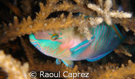 Sleepy parrot fish by Raoul Caprez 